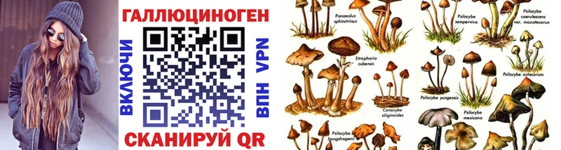 Псилоцибиновые грибы Cubensis  хочу   Карачаевск 